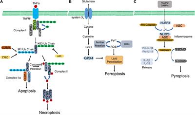 Crosstalk between regulated necrosis and micronutrition, bridged by reactive oxygen species